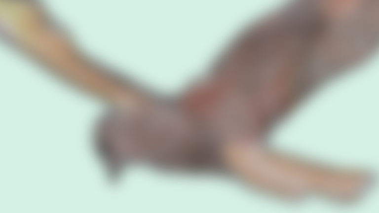 Het mannelijk lid is geen pauwenstaart