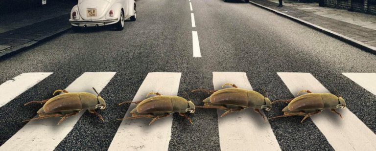 Een kever die geen kever heet