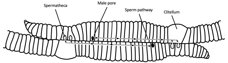 Vrijdag van wormen en slakken