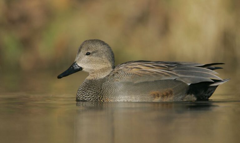 Het raadsel van de krakeend