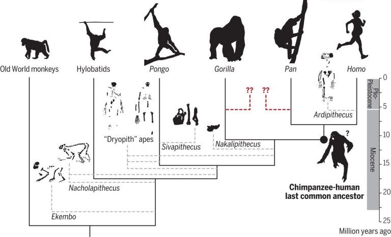 LHBTI in het dierenrijk