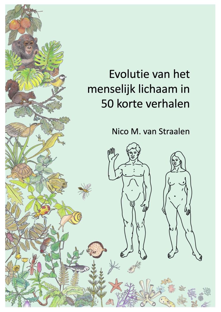 Het menselijk lichaam van 35 naar 50 in 2024