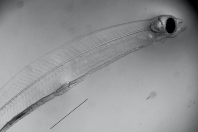 Treksoorten in gevaar, paling ook