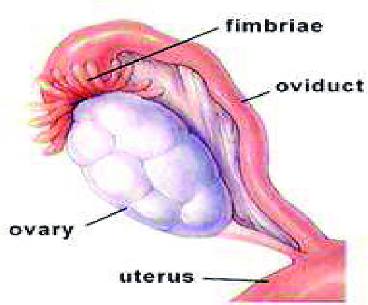 Oviduct wordt eileider