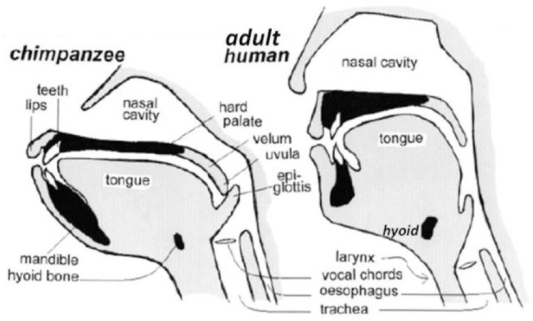Het imperfecte menselijke lichaam