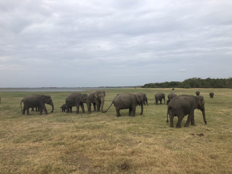 Rechtspoters en linkspoters