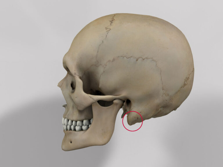 Het nut van het tepelvormig uitsteeksel