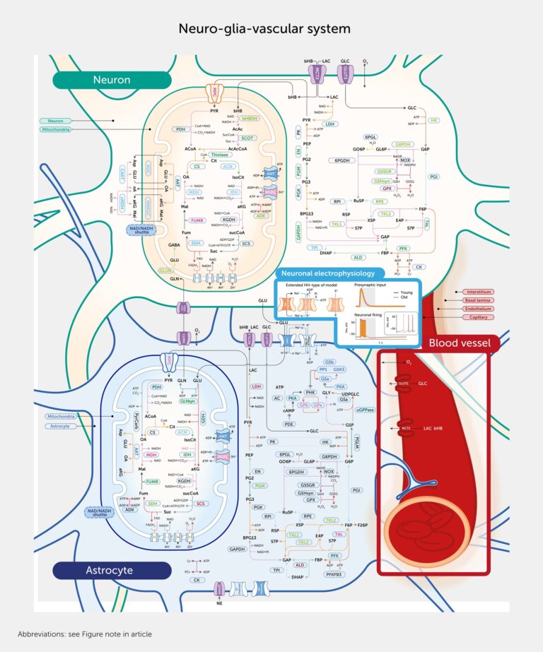 De energie in je brein